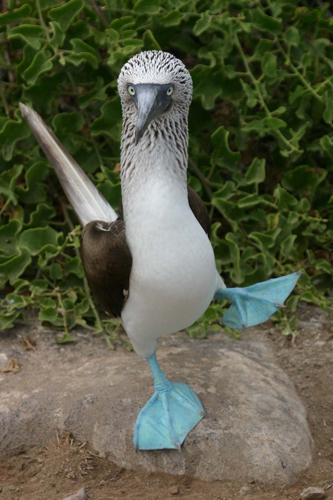 do-ki